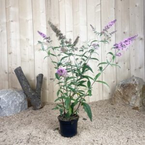 Buddleia Davidii Pink Delight Cont 3 L 40/60