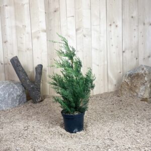 Cupressocyparis Leylandii Cont 3 L 60/80