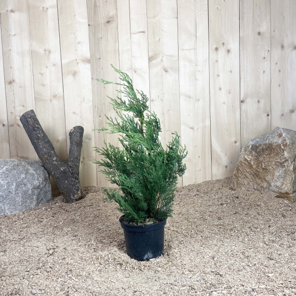Cupressocyparis Leylandii Cont 3 L 60/80