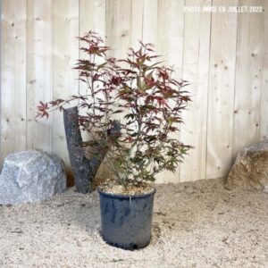 Acer Palmatum Atropurpureum Cont 10 L 60/80