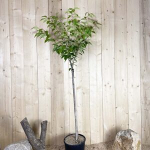 Prunus Serrulata Kanzan Cont 15 L 1/2 Tige 6/8