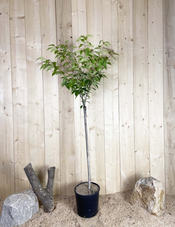 Prunus Serrulata Kanzan Cont 15 L 1/2 Tige 6/8