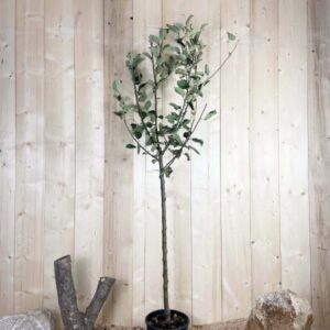 Malus Domestica Belle De Boskoop Cont 10 L 1/2 Tige 6/8