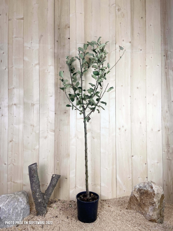 Malus Domestica Belle De Boskoop Cont 10 L 1/2 Tige 6/8
