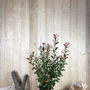 Photinia X Fraseri Red Robin Cont 10 L 80/100