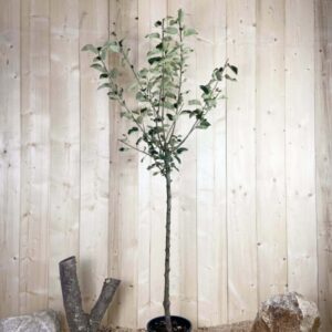 Malus Domestica Reinette Blanche Du Canada Cont 10 L 1/2 Tige 6/8