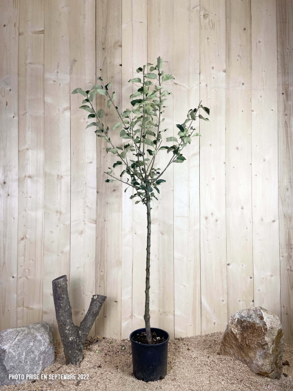 Malus Domestica Reinette Blanche Du Canada Cont 10 L 1/2 Tige 6/8