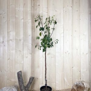 Prunus Domestica Stanley Cont 10 L 1/2 Tige 6/8