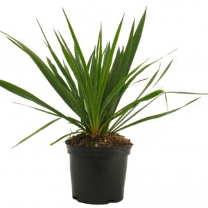 Yucca Filamentosa Cont 3 L Touffe