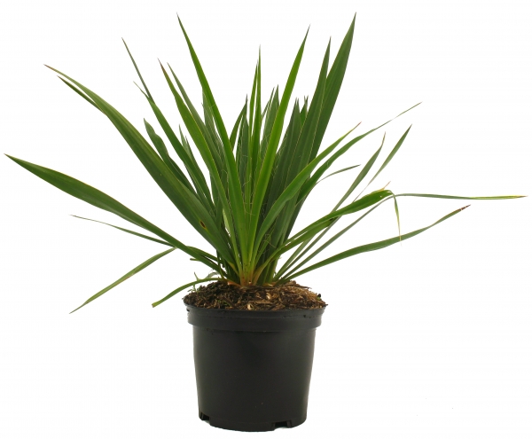 Yucca Filamentosa Cont 3 L Touffe
