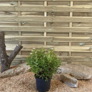 Spiraea Japonica Shirobana Cont 3 L 30/40