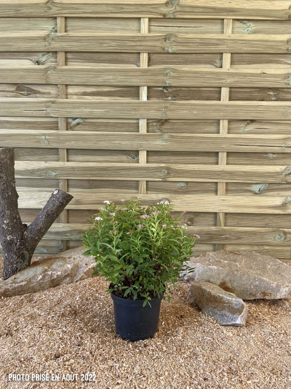 Spiraea Japonica Shirobana Cont 3 L 30/40