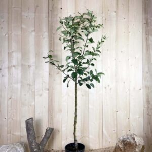 Malus Domestica Golden Delicious Cont 10 L 1/2 Tige 6/8