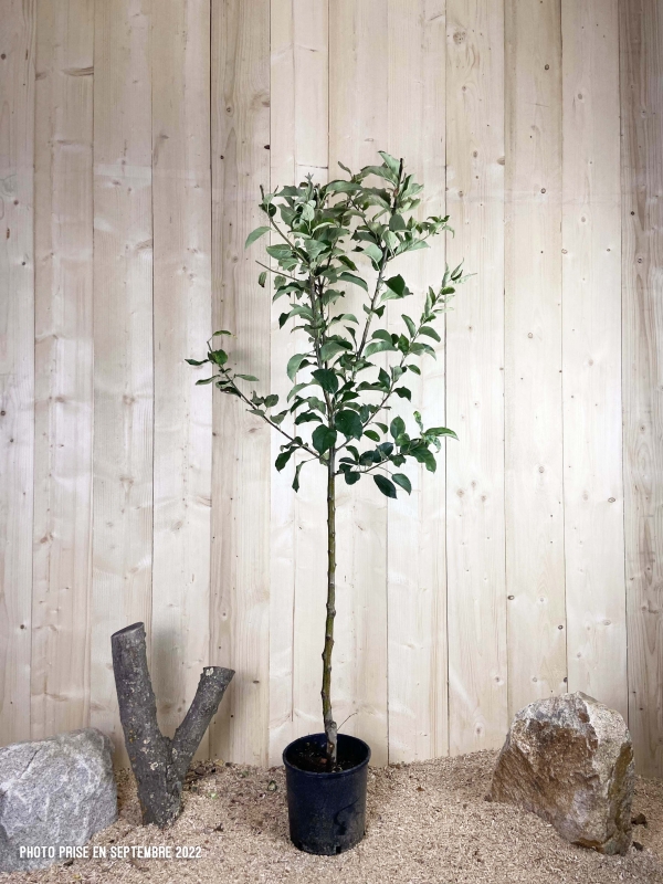 Malus Domestica Golden Delicious Cont 10 L 1/2 Tige 6/8