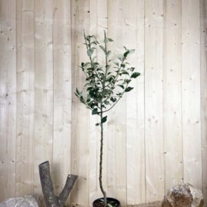Malus Domestica Reine Des Reinettes Cont 10 L 1/2 Tige 6/8