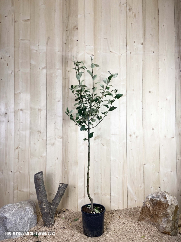Malus Domestica Reine Des Reinettes Cont 10 L 1/2 Tige 6/8