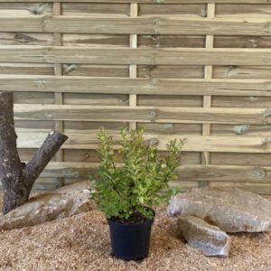 Spiraea X Bumalda Goldflame Cont 3 L 30/40