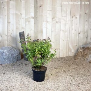 Spiraea X Bumalda Goldflame Cont 3 L 20/30