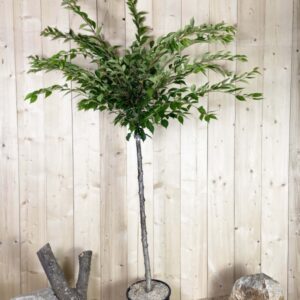 Prunus Subhirtella Autumnalis Rosea Cont 15 L 1/2 Tige 6/8