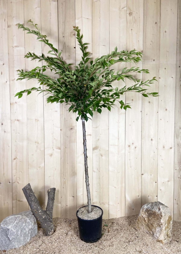 Prunus Subhirtella Autumnalis Rosea Cont 15 L 1/2 Tige 6/8