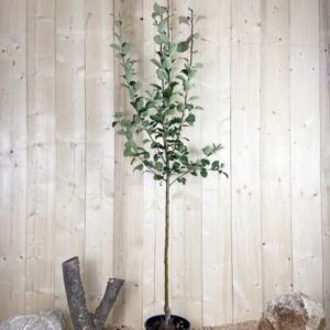 Malus Domestica Cox Orange Cont 10 L 1/2 Tige 6/8