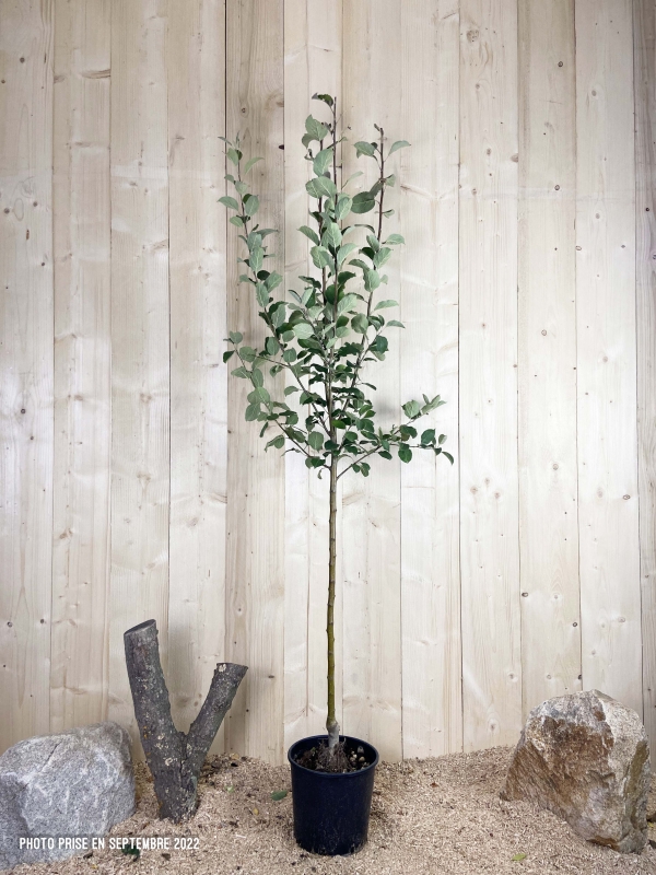 Malus Domestica Cox Orange Cont 10 L 1/2 Tige 6/8