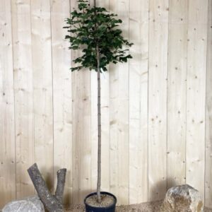 Prunus Accolade Cont 15 L 1/2 Tige 6/8