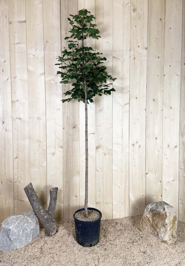 Prunus Accolade Cont 15 L 1/2 Tige 6/8
