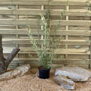 Salix Integra Hakuro Nishiki Cont 3 L 60/80
