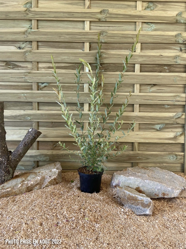Salix Integra Hakuro Nishiki Cont 3 L 60/80