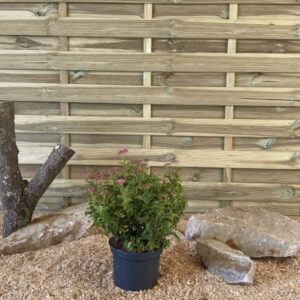 Spiraea X Bumalda Crispa Cont 3 L 30/40