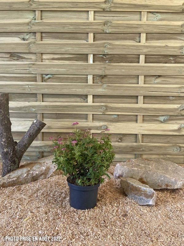 Spiraea X Bumalda Crispa Cont 3 L 30/40