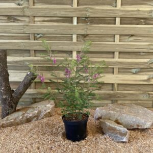 Indigofera Gerardiana Cont 3 L 40/60