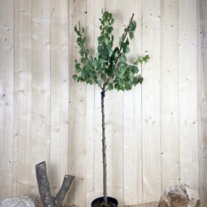 Prunus Armeniaca Précoce de Saumur Cont 10 L 1/2 Tige 6/8