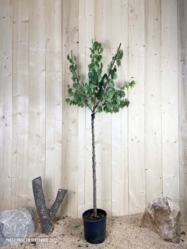 Prunus Armeniaca Précoce de Saumur Cont 10 L 1/2 Tige 6/8