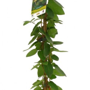 Lonicera Japonica Halliana Cont 3 L 90/120