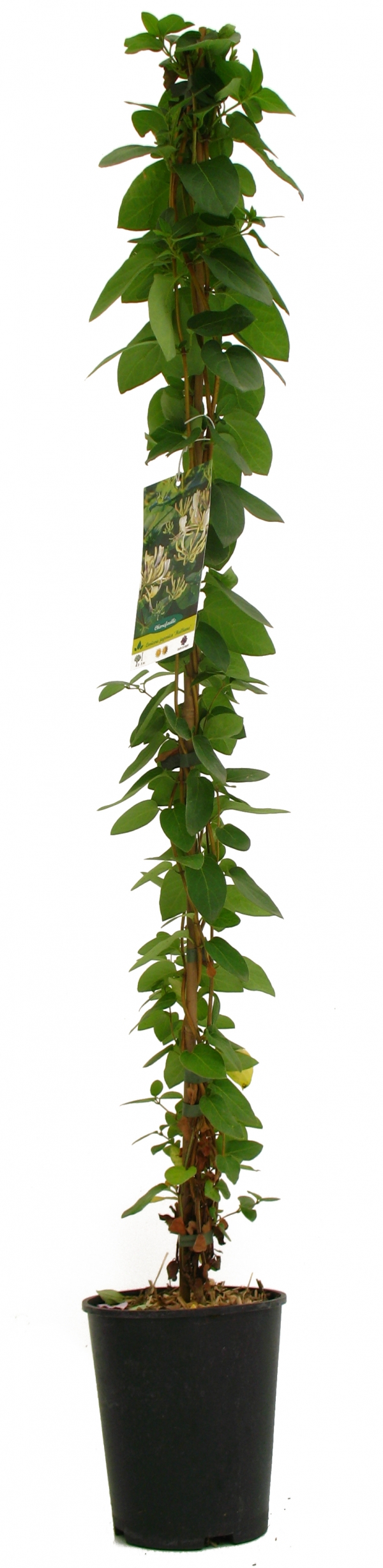 Lonicera Japonica Halliana Cont 3 L 90/120