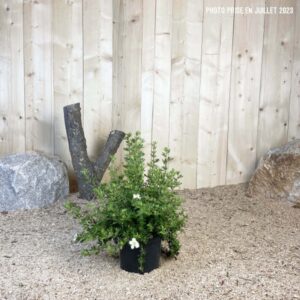 Potentilla Fruticosa Abbotswood Cont 3 L 30/40