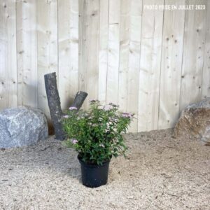 Spiraea Japonica Little Princess Cont 3 L 20/30