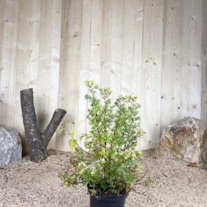 Potentilla Fruticosa Goldfinger Cont 3 L 30/40