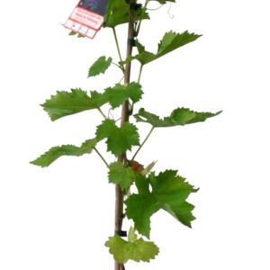 Vitis Vinifera Muscat De Hambourg Cont 3 L 90/120
