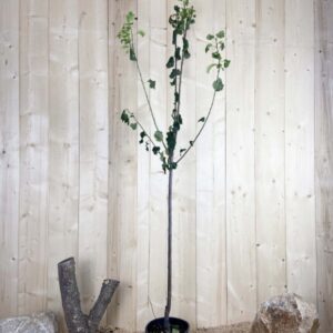 Prunus Domestica Quetsche D'Alsace Cont 10 L 1/2 Tige 6/8