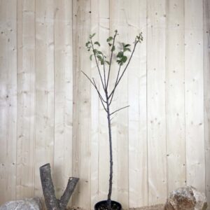 Prunus Domestica Reine Claude Violette Cont 10 L 1/2 Tige 6/8