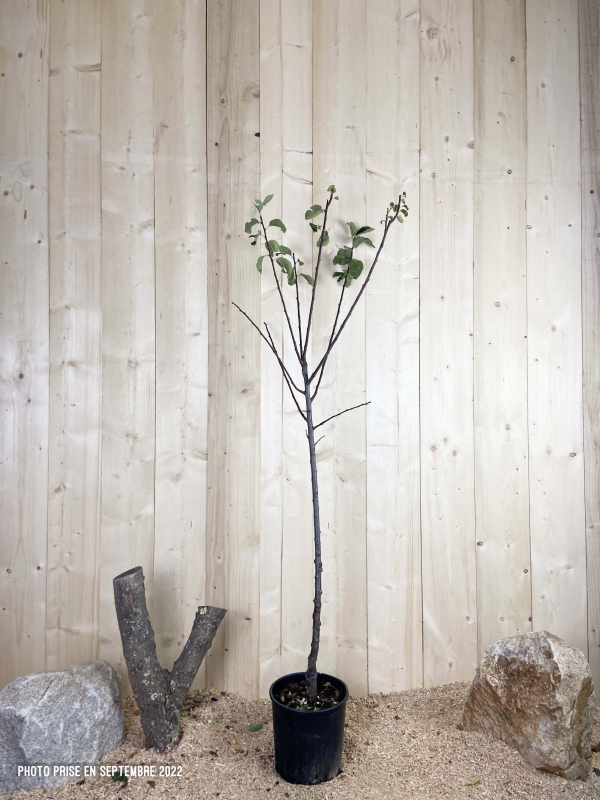 Prunus Domestica Reine Claude Violette Cont 10 L 1/2 Tige 6/8