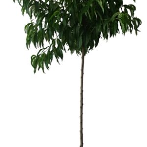 Prunus Persica Redhaven Cont 15 L 1/2 Tige 6/8