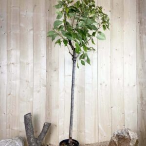 Prunus Avium Reverchon Cont 10 L 1/2 Tige 6/8