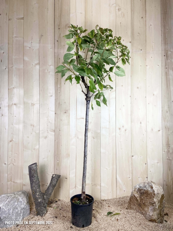 Prunus Avium Reverchon Cont 10 L 1/2 Tige 6/8