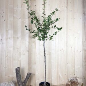 Malus Domestica Melrose Cont 10 L 1/2 Tige 6/8