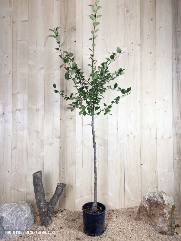 Malus Domestica Melrose Cont 10 L 1/2 Tige 6/8