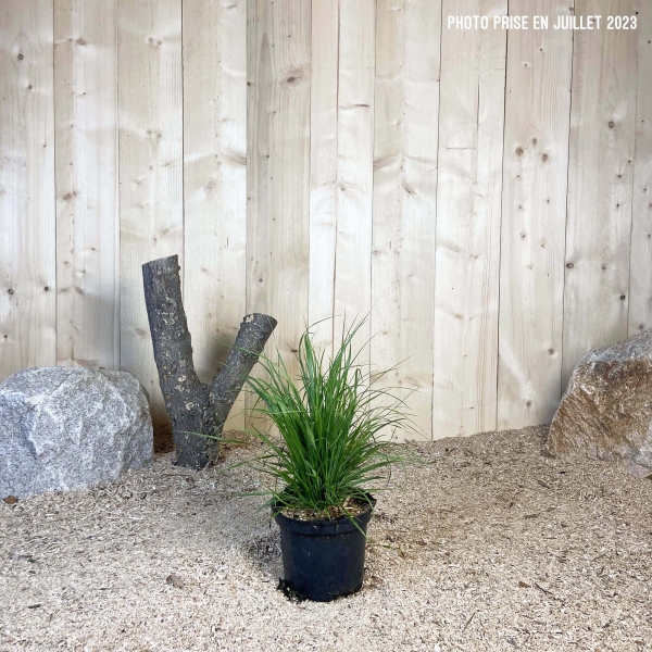 Pennisetum Alopecuroides Cont 3 L Touffe